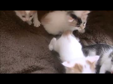 ちゃとらとはちわれ　2014今日の動画