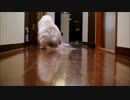猫と廊下と玉遊び
