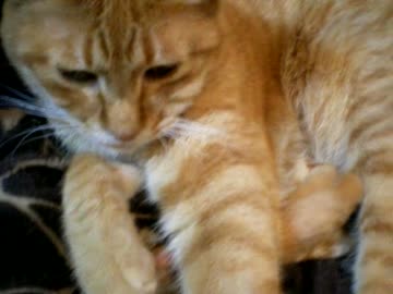 拾いねこ＠生後657/624日　おねむ