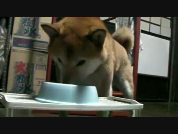 柴犬の晩ご飯