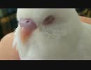 鳥とじゃれる～その2～