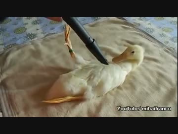 掃除機で吸われるアヒル