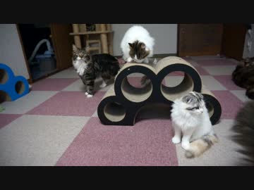 【リア獣】 爪とぎのまわりで　【猫万歳】