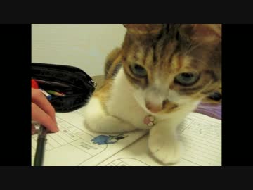 お兄ちゃんと一緒に勉強したい猫