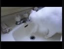 変な癖の猫
