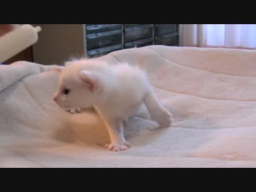 くるねこ大和　くるねこ保育園2014　男闘胡組