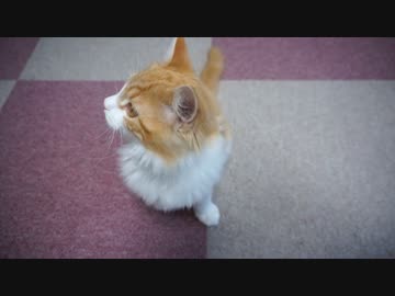 【#191】  猫様　【猫万歳】