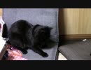 きょうの長門【蒼民家の猫々】