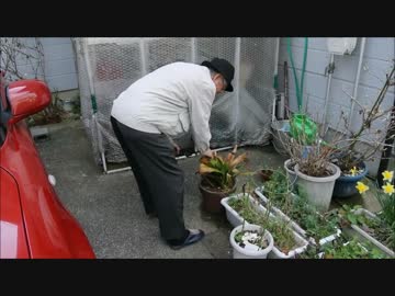 おじいちゃんの日常②【仏壇に花を供えよう】