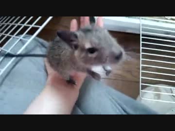 【デグー】こむぎ君と暮らそう　３