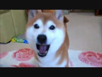 ボール遊び柴犬と見学猫