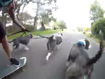 名探偵コナンのスピード感溢れる犬の散歩