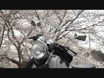 SR400で風を感じたい！！『お花見』 編part②