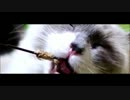 どうしてもねこに噛まれたいあなたへ