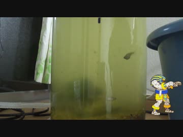 【ゆっくり】初心者が水槽を立ち上げる おまけ編4