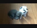 えものをねらうこねこ