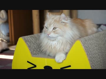 【#193】 ごろんごろん　【猫万歳】