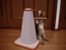 ネズミでにゃー