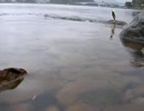 【バス釣り動画】ＰＶ風_１９