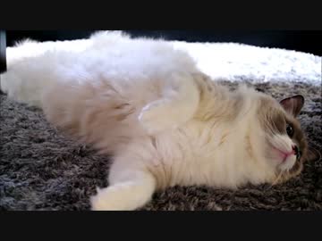 どんどんおっさんになってゆく猫