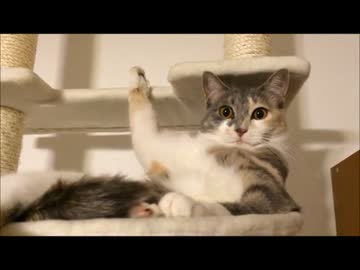 伸び～をして、「あれッ？」となるも平静を装う猫