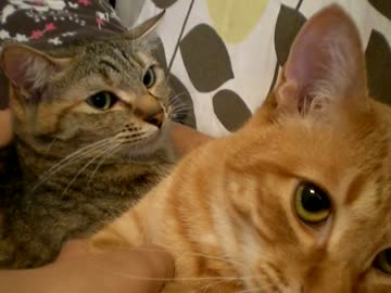 拾いねこ＠生後662/629日　らぶらぶのちばとるのちらぶらぶ