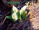 Hot point