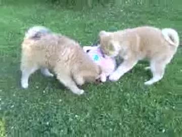 秋田犬の子犬たちがポケモンを狩っています