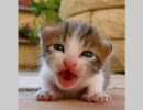 かわゆい仔猫　４