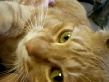 拾いねこ＠生後663/630日　月音さんが今日で生誕21ヶ月。