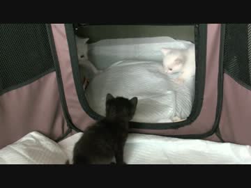 くるねこ大和　20140428　飲んだり遊んだり