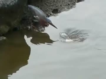 パンを使って魚を釣る鳥