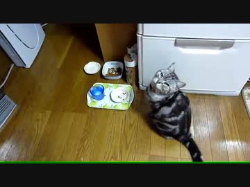 【レオ★ララ】 毎日猫にプレッシャーをかけられて・・・.