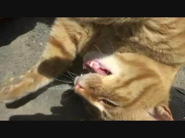 公園の凄くお喋りな野良猫たち