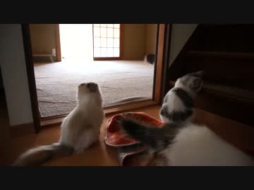 【#195】 １階探検隊二日目　【猫万歳】