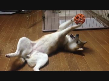 シバイヌ大道芸