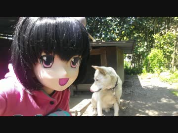 桃知みなみと日本のどうぶつ！【紀州犬】