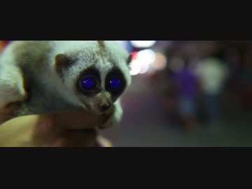 電脳化を施しサイボーグと化したスローロリスくん