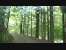 国道425号線　龍神→牛廻越　#2