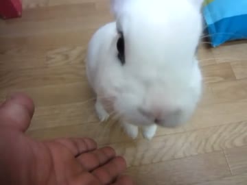 うさぎかふぇ『うさびび』 ＠池袋