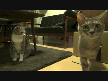 【モアクリ】 ネコ要塞