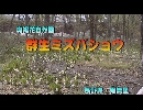 群生ミズバショウ