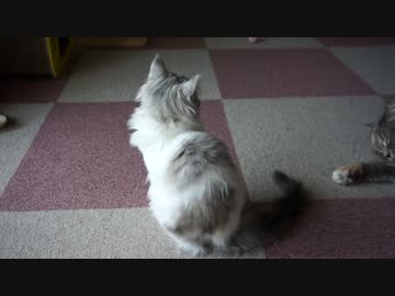 【#196】 着地失敗　【猫万歳】