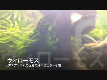 流木ハンター！