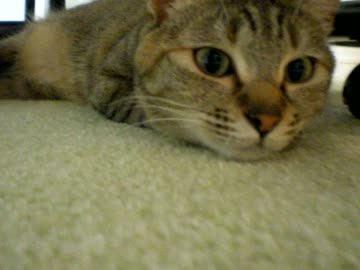 拾いねこ＠生後664/631日　尻切れ動画