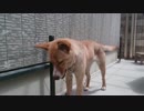 もっと愛犬ナナと暮らしましょう（2年と20日目）～狂犬病予防接種の後～