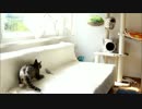 猫 vs ミニラジコンヘリ