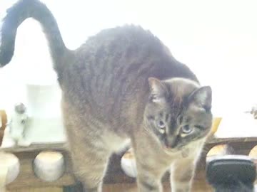 初めてでも分かるジャンくん