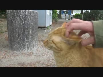 超甘ったれな野良猫、二匹に増える