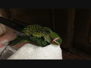サザナミインコ謎の生態（今日は手の中で眠ってませんｗ）